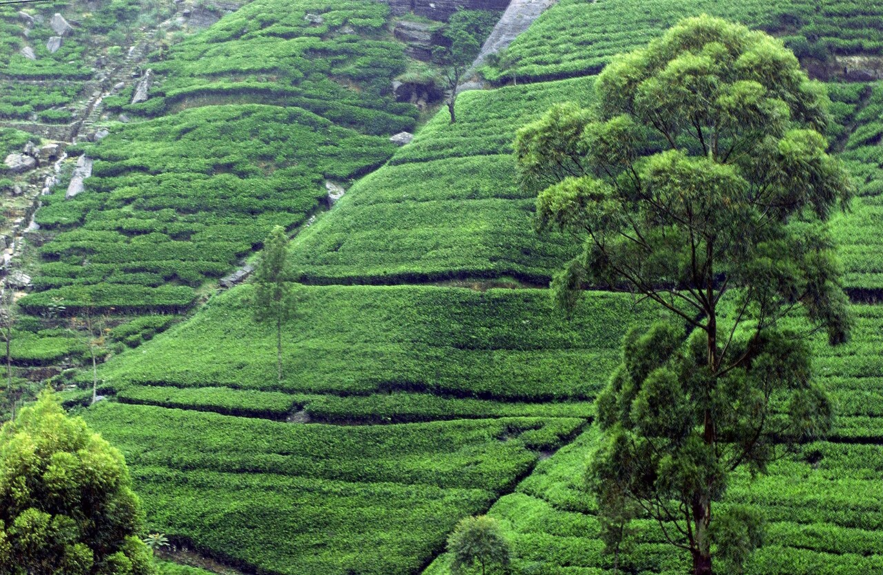 Tea plantation near Kandy